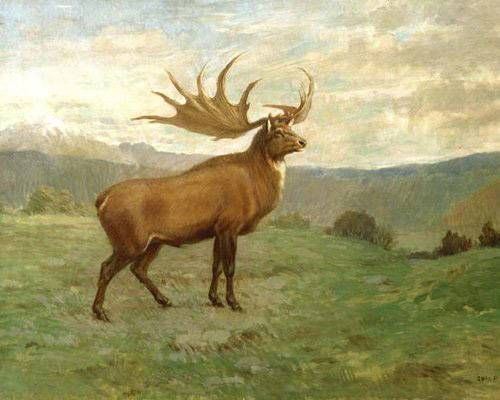 Irish elk Irish elk 14 extinct animals that could be resurrected MNN