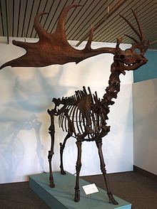 Irish elk httpsuploadwikimediaorgwikipediacommonsthu