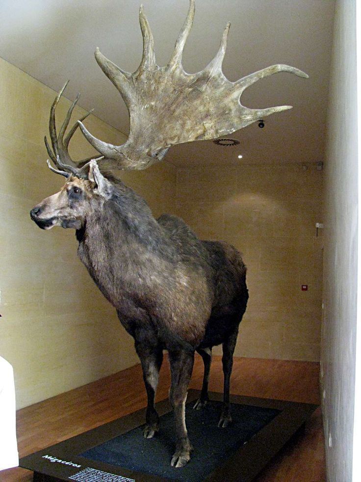 Irish elk 1000 ideas about Irish Elk on Pinterest Reindeer Elk and Extinct