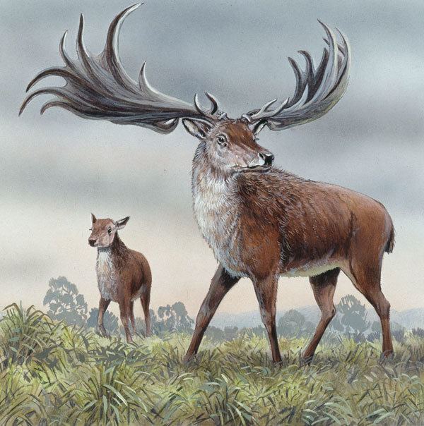 Irish elk Irish Elk Facts Habitat Pictures Behavior Antlers and Range
