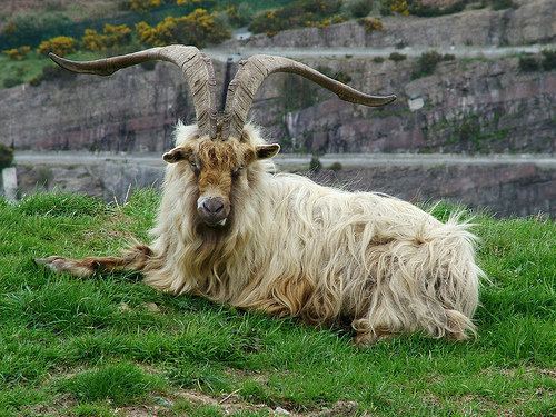 Irish Goat - Alchetron, The Free Social Encyclopedia