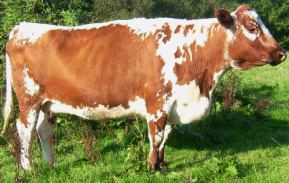 Irish Moiled Breeds Irish Moiled The Cattle Site