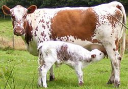 Irish Moiled Breeds Irish Moiled The Cattle Site