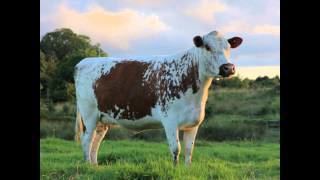 Irish Moiled Irish Moiled Cattle Society
