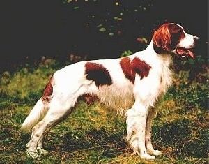 Irish Red and White Setter wwwdogbreedinfocomimagesIrishRedWhiteSetterHon