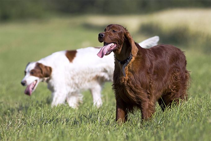 Irish Red and White Setter Irish Red and White Setter Dog Breed Information Pictures