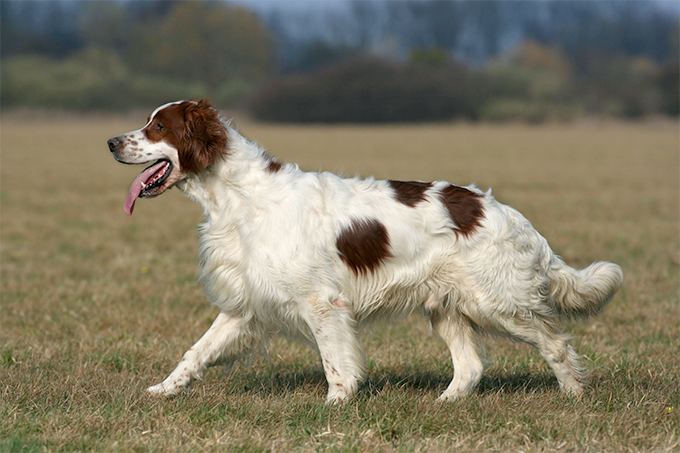 Irish Red and White Setter Irish Red and White Setter Dog Breed Information Pictures