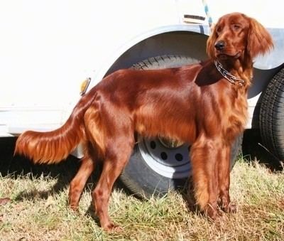 Irish Setter wwwdogbreedinfocomimages22IrishSetterBama10Mon