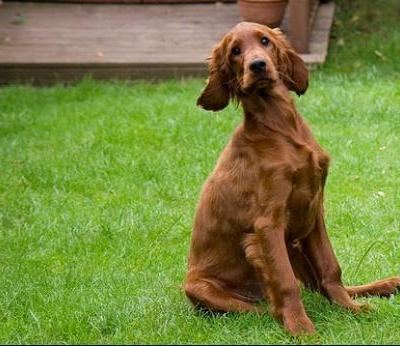 Irish Setter Irish Setter Dogs Irish Setter Dog Breed Info amp Pictures petMD