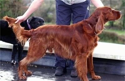 Irish Setter Irish Setter Dog Breed Information and Pictures