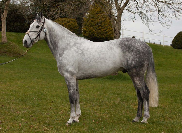 Irish Sport Horse Stallion Selections Horse Sport Ireland