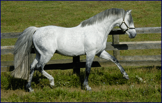 Irish Sport Horse Windchase About Irish Horses