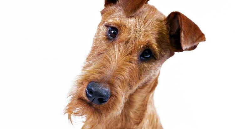 Irish Terrier Irish Terrier Dog Breed Information American Kennel Club