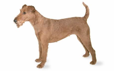 Irish Terrier Irish Terrier Dog Breed Information Pictures Characteristics