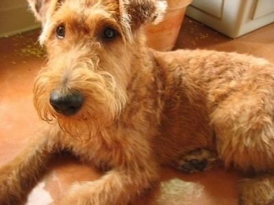 Irish Terrier Irish Terrier Dog Breed Information and Pictures