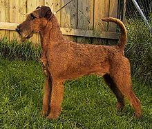 Irish Terrier httpsuploadwikimediaorgwikipediacommonsthu