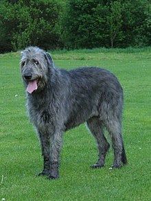 Irish Wolfhound httpsuploadwikimediaorgwikipediacommonsthu