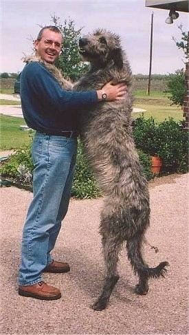 Irish Wolfhound Irish Wolfhound Dog Breed Information and Pictures