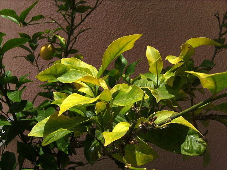 Iron deficiency (plant disorder)