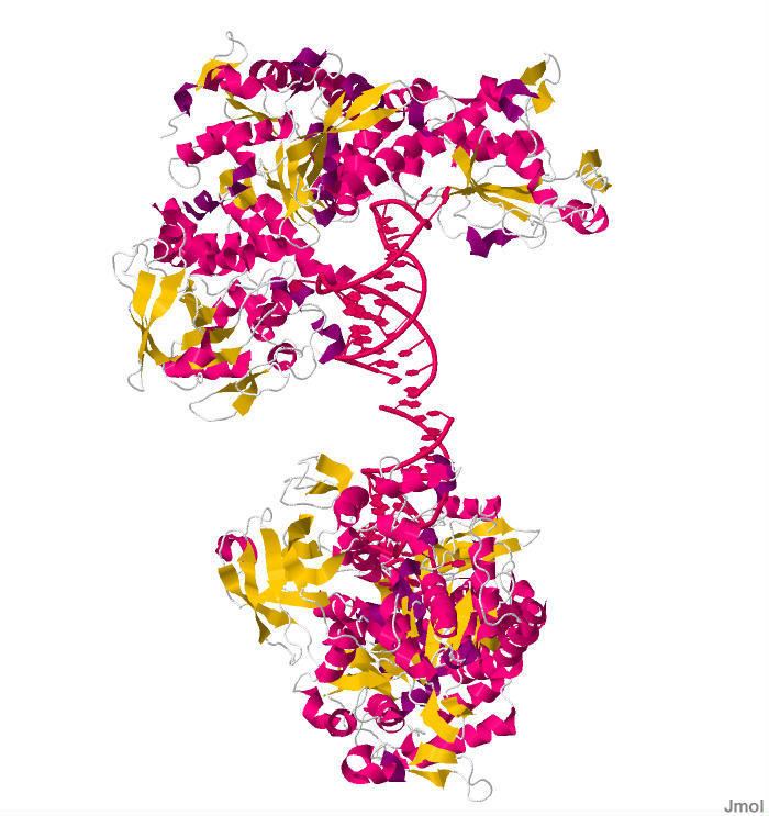 Iron-responsive element-binding protein