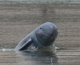 Irrawaddy dolphin Irrawaddy dolphin WWF