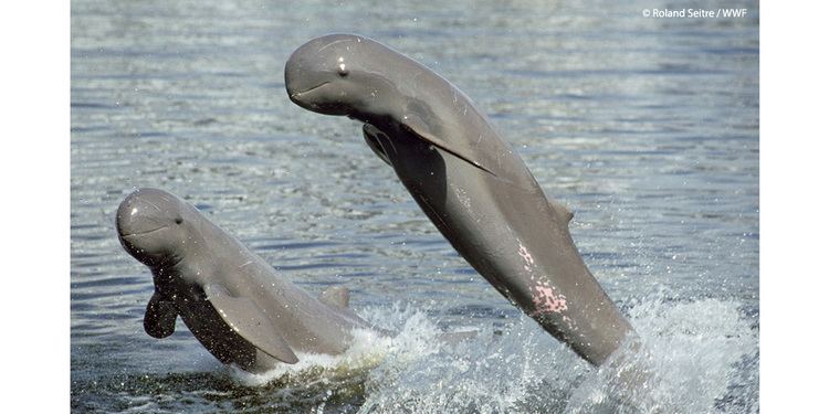 Irrawaddy dolphin 10 things you might not know about Irrawaddy Dolphins Future Oceans