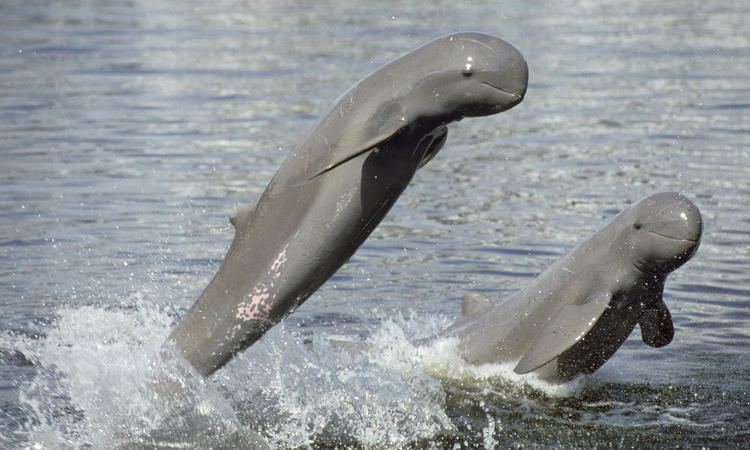 Irrawaddy dolphin Irrawaddy Dolphins The Smiling Faces of the Mekong Stories WWF