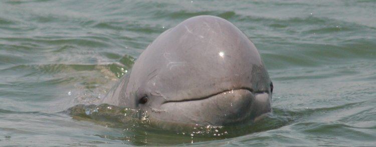 Irrawaddy dolphin Irrawaddy Dolphin Species Guide Whale and Dolphin Conservation