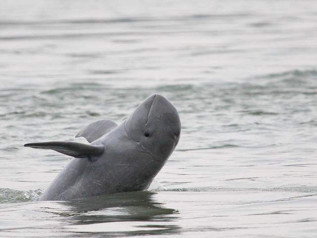 Irrawaddy dolphin httpsc402277sslcf1rackcdncomphotos2715im