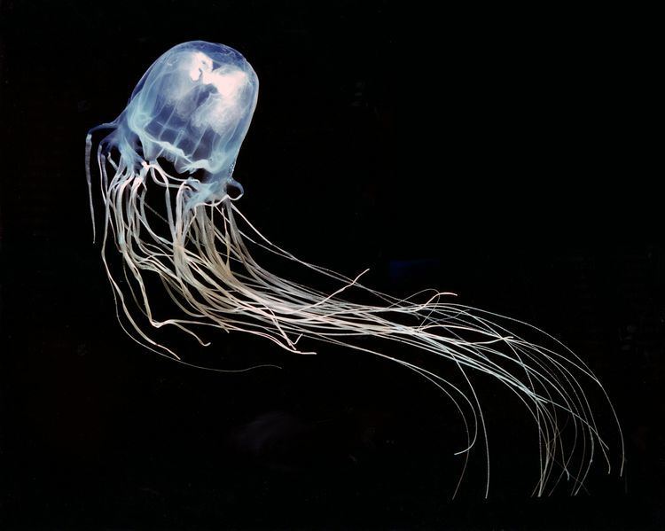 Irukandji jellyfish - Alchetron, The Free Social Encyclopedia