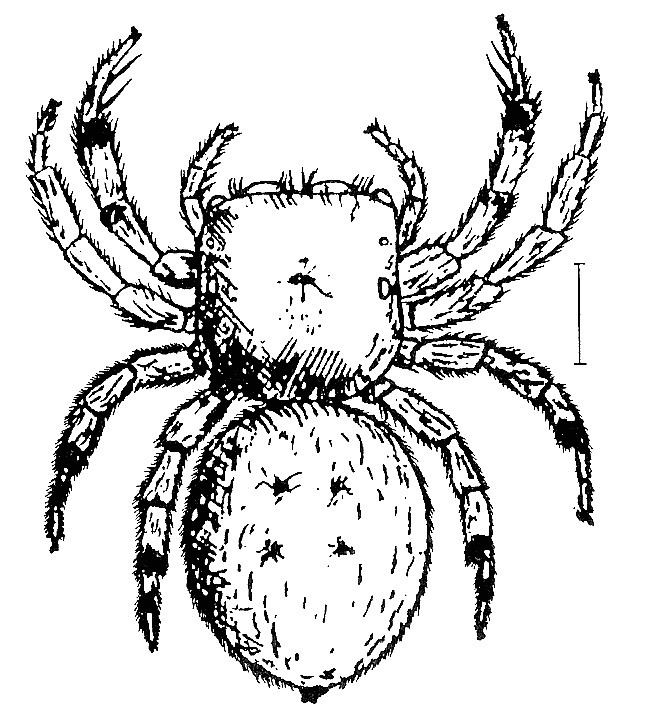 Irura (spider)