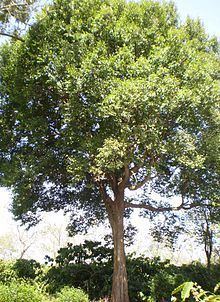 Irvingia malayana httpsuploadwikimediaorgwikipediacommonsthu