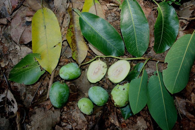 Irvingia malayana Irvingia malayana Oliv ex AWBenn Gunung Jerai Kedah Flickr