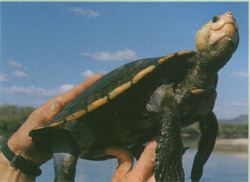 Irwin's turtle Australia Zoo Conservation