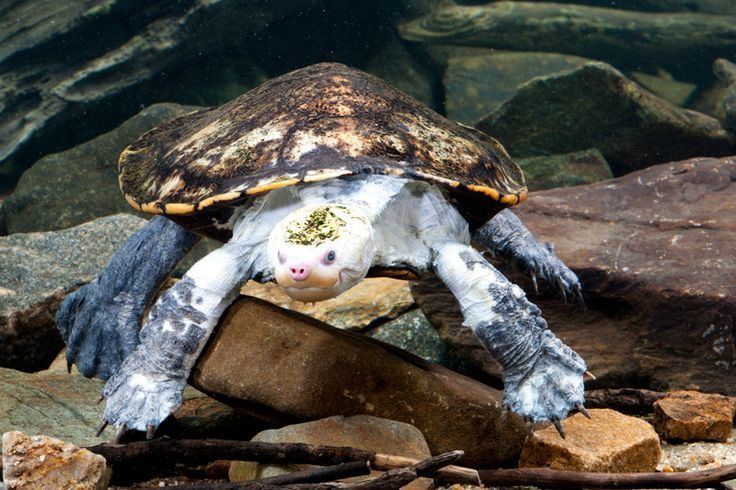 Irwin's turtle Yellowheaded Snapping Turtle Elseya irwini This turtle is more