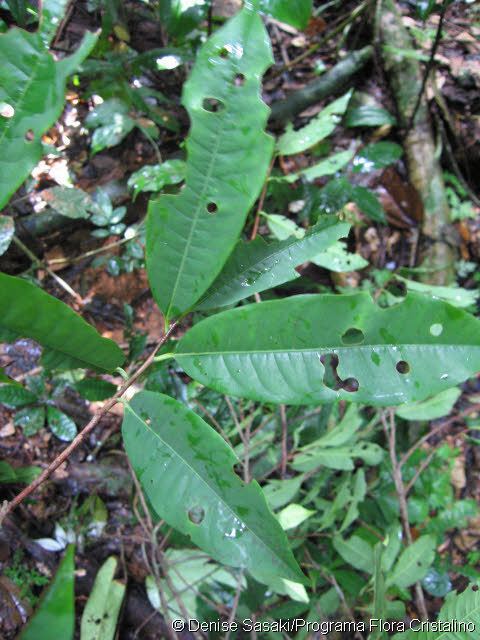 Iryanthera Iryanthera laevis Markgr Myristicaceae Neotropical plant images