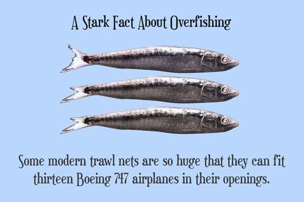 quillcards.com/blog/wp-content/uploads/2011/05/overfishing-facts.jpg