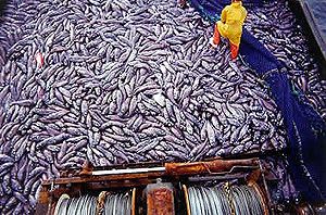 wildliferesearch.org/wp-content/uploads/2011/09/overfishing.jpg