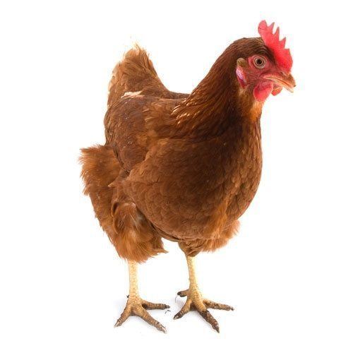 ISA Brown ISA Brown Chickens for Sale Prolific Brown Egg Layer eFowl