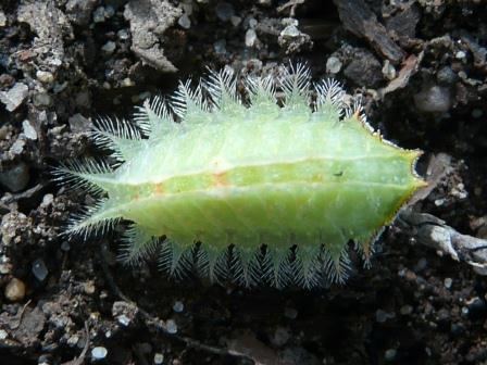 Isa textula Crowned Slug Moth Isa textula Ramble