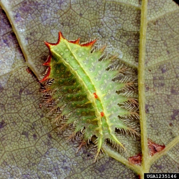 Isa textula FileIsa textula larva2jpg Wikimedia Commons