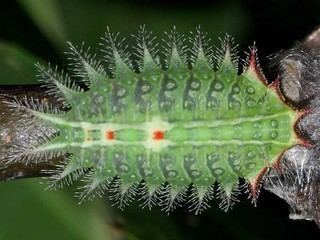 Isa textula Isa textula larva image