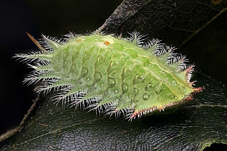 Isa textula Macroscopic Solutions INSPIRING DISCOVERY Crowned Slug moth Isa