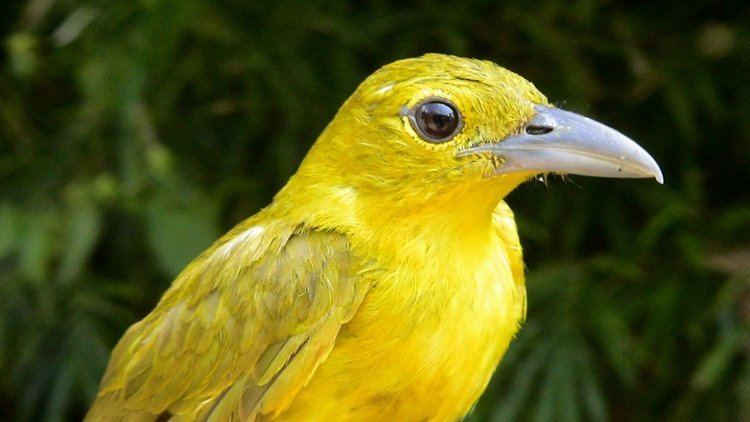 Isabela oriole Sanctuary declared for elusive oriole once believed extinct BirdLife