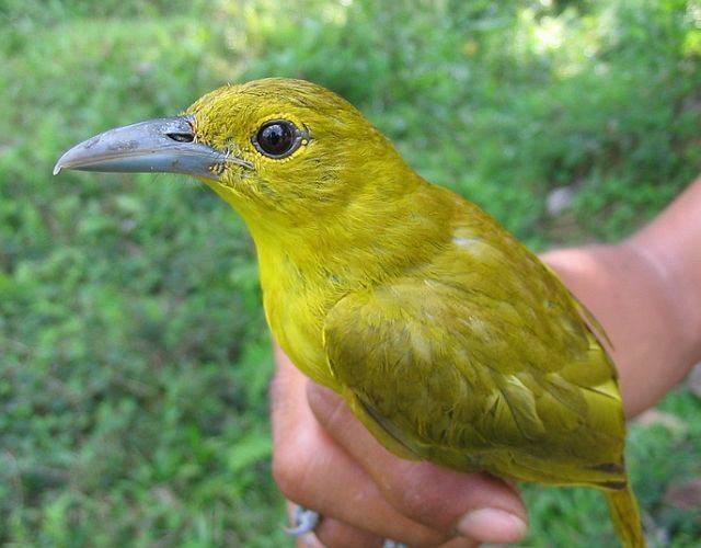 Isabela oriole Oriental Bird Club Image Database Photographers