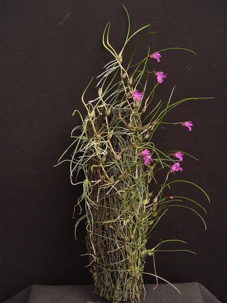 Isabelia Neolauchea pulchella Isabelia pulchella presented by Orchids Limited