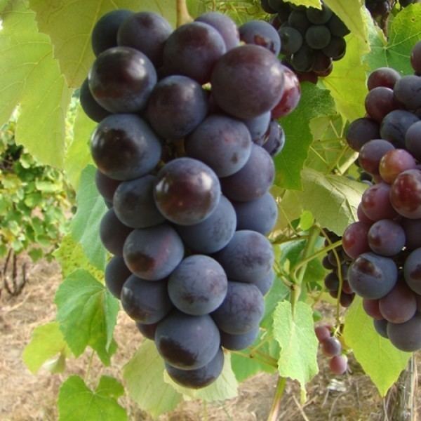Isabella (grape) httpsdoubleavineyardscommediacatalogproduct