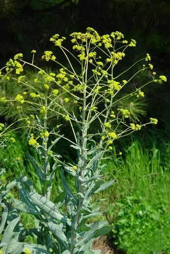 Isatis tinctoria Isatis tinctoria Dyer39s woad Isatis indigotica