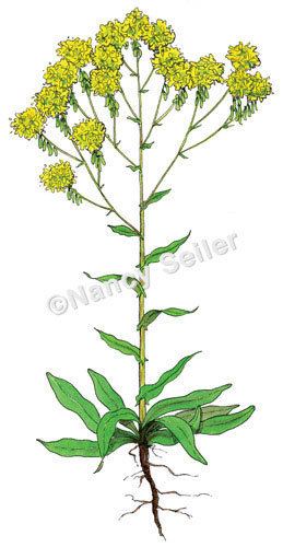 Isatis tinctoria Dyer39s Woad Isatis tinctoria Nancy Seiler