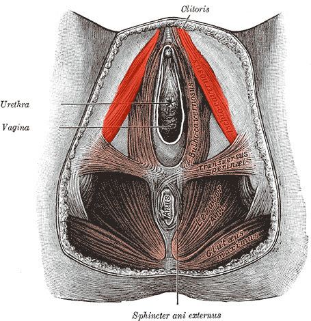 Ischiocavernosus muscle
